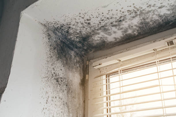 Affordable Commercial Mold Remediation solutions in Churchville, NY